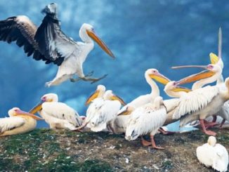 কললুকুডিপাট্টি বার্ড স্যানচুয়ারি
